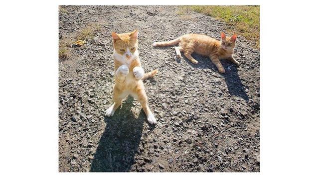 Tingkah kucing seperti manusia (Sumber: twitter/_Hrst)