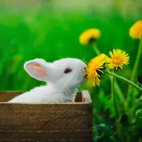 Ilustrasi Kelinci Credit: pexels.com/Elijah