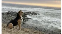 Kisah Haru Anjing Selalu ke Pantai, Setia Menunggu Pemiliknya yang Meninggal (Sumber: Oddity Central)