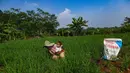 Percepatan penyaluran pupuk bersubsidi ini merupakan komitmen pemerintah untuk memastikan petani bisa secepatnya menggunakan pupuk subsidi. (merdeka.com/Arie Basuki)