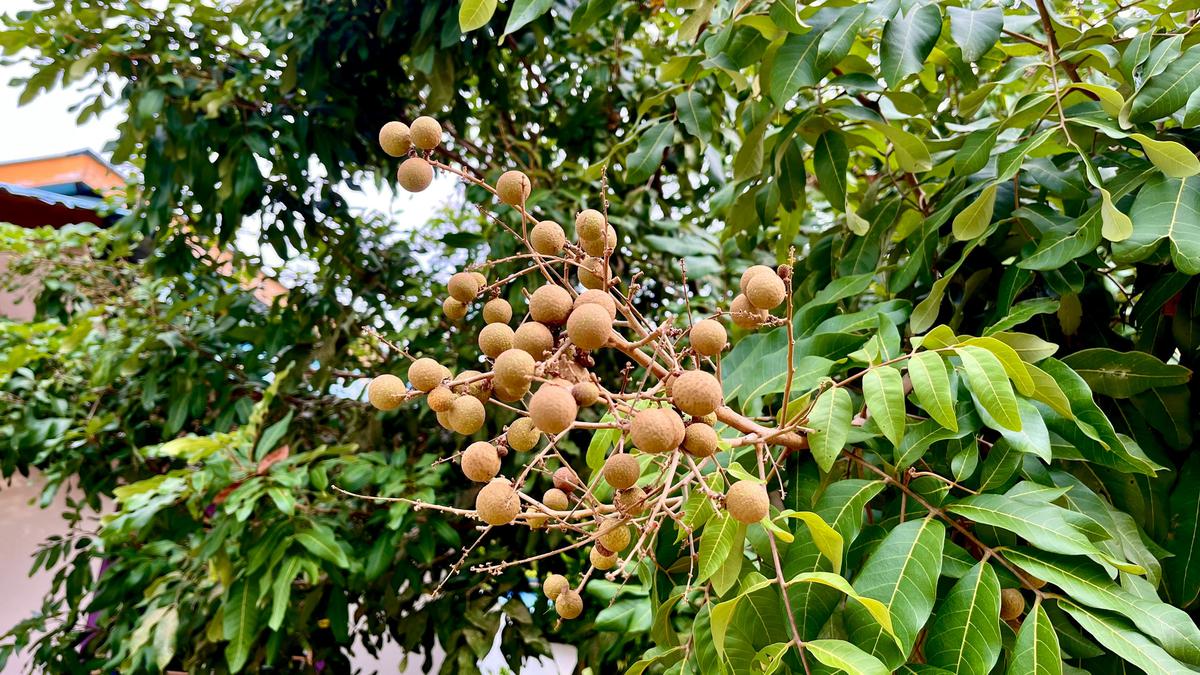 Cara Mencegah Buah Kelengkeng Rontok dari Pohonnya agar Panen Lebih Maksimal