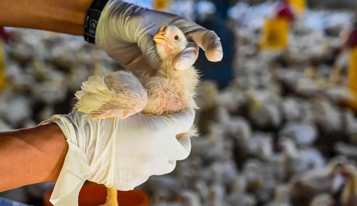 Seorang pegawai pemerintah memeriksa anak ayam untuk mencari tanda-tanda infeksi flu burung di sebuah peternakan unggas di Darul Imarah, Kabupaten Aceh Besar, Provinsi Aceh, Kamis (2/32023). Dinas Peternakan Provinsi Aceh melakukan disinfektan, pemeriksaan kesehatan, dan monitoring ke sejumlah usaha peternak unggas dalam upaya pencegahan flu burung. (CHAIDEER MAHYUDDIN/AFP)
