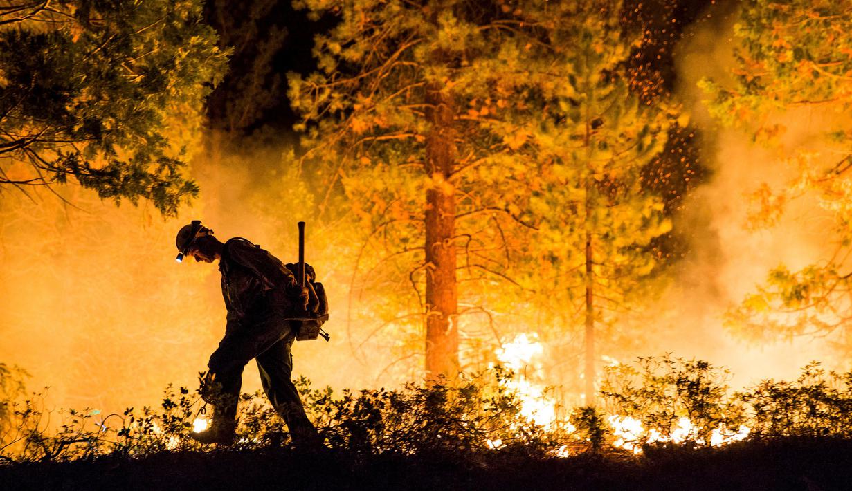 Seorang petugas saat menyusuri lokasi kebakaran yang terjadi di  kawasan Hutan Nasional Sierra di California, AS, Jumat (21/8/2015). 2.500 orang terpaksa mengungsi ke kamp Kristen timur di Danau Hume. (REUTERS/Max Whittaker)