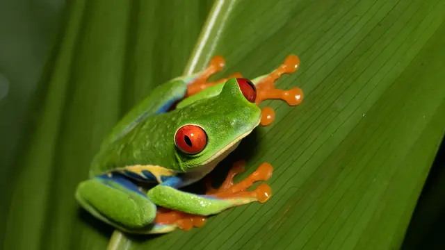 30 Hewan yang Memiliki Corak Warna yang dengan Pelangi, Menawan dan Unik
