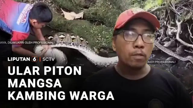 Ular Piton Mangsa Kambing Warga