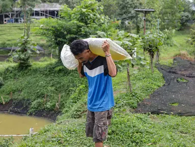 Peternak membawa bibit arwana yang akan dibesarkan pada kolam besar di Farm Royal Red Arowana yang terletak di kawasan Jasinga, Bogor, Jawa Barat, Sabtu (15/11/2025). Di balik sisik berkilau dan gerakannya yang elegan, ikan arwana telah lama menjadi bintang di dunia ikan hias. Tidak hanya digemari karena keindahannya, arwana juga dikenal sebagai salah satu ikan hias dengan nilai jual paling tinggi, bahkan beberapa jenis langkanya pernah menembus harga ratusan juta rupiah per ekor. (merdeka.com/Arie Basuki)