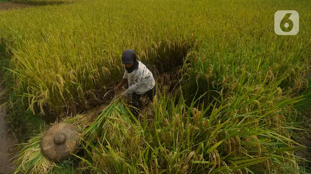 Panen Padi jenis Ciherang di Leuweung Kolot, Bogor, Jawa Barat