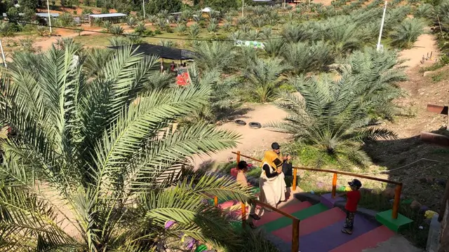 Wisata Perkebunan kurma di Aceh. (Foto: Acehprov.go.id/Liputan6.com)