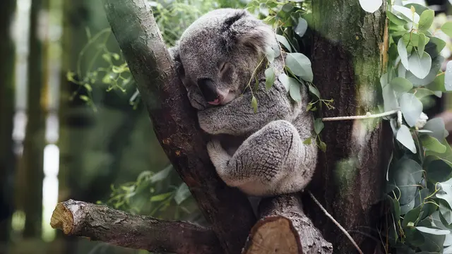 Ilustrasi mimpi, koala