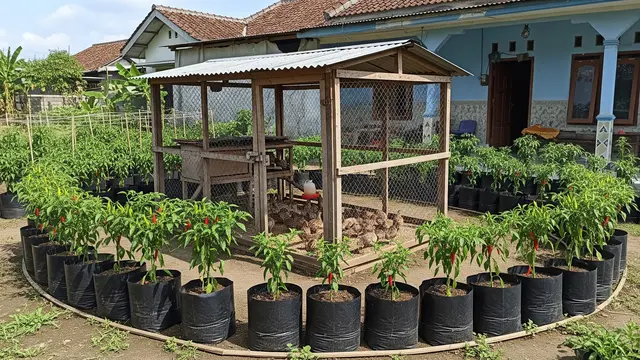 Kandang Puyuh dengan Cabai Rawit dalam Polybag