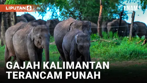 VIDEO: Gajah Kalimantan hanya Tersisa 1.000 Ekor, Subspesies Ini Terancam Punah