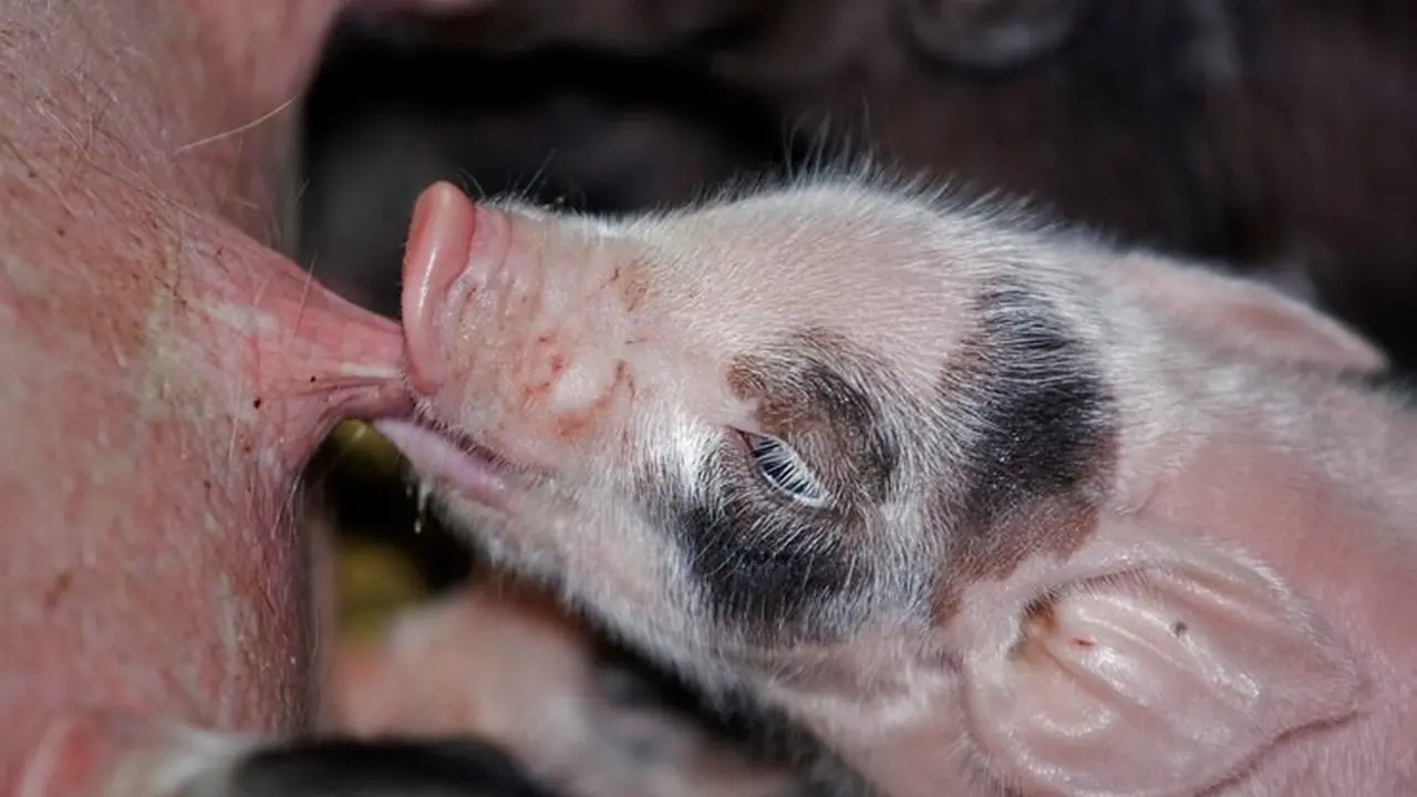 African Swine Fever