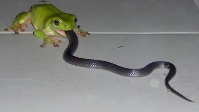 7 Bukti Australia Dihuni Reptil-reptil Mengerikan
