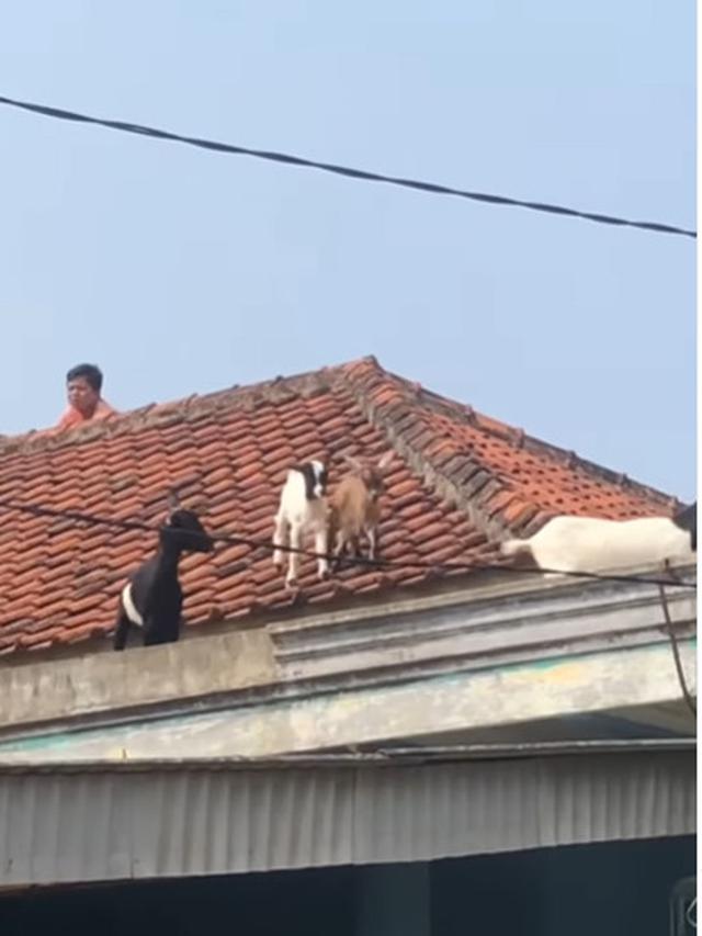 Viral Kambing Kurban Kabur ke Atap Rumah Warga, Bikin Heboh
