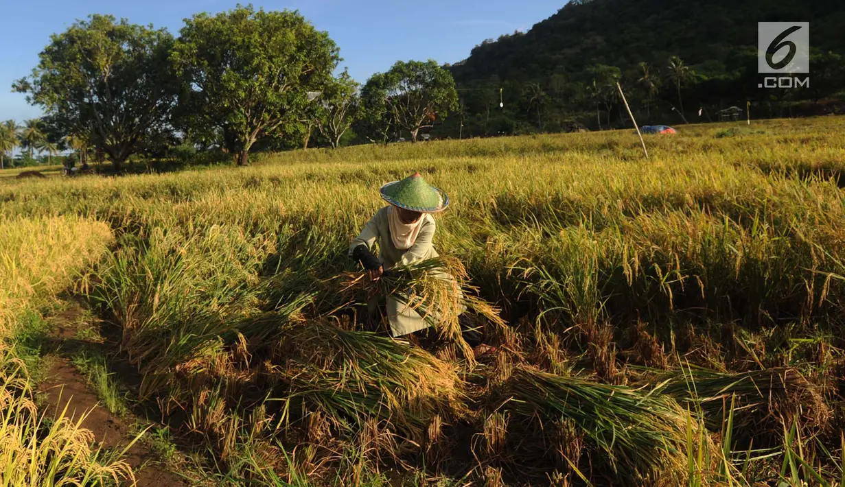 Petani memanen padi varietas Ciherang di areal persawahan Desa Ciwaru, Sukabumi, Sabtu (23/6). Petani mengeluhkan  harga gabah kering panen saat ini Rp 488 ribu/kwintal dibanding tahun lalu yang menembus Rp 600 ribu/kwintal. (Merdeka.com/Arie Basuki)