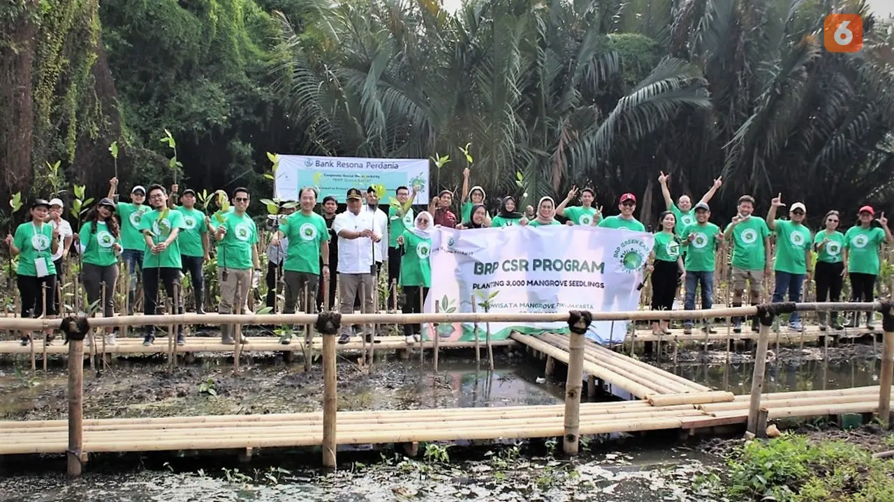 Bibit Mangrove