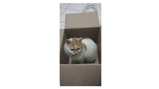 Potret Kucing Dikirim Melalui Peketan Dalam Kardus