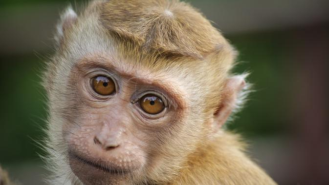 Ancaman Rabies Monyet di Phuket: Panduan Waspada untuk Wisatawan