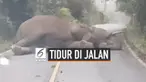 Pengendara mobil tidak bisa melewati jalan di Nakhon Ratchasima, Thailand karena seekor gajah tidur siang di tengah jalan.