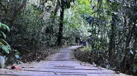 Nasib Tragis Pohon Ulin Hasil Tanam SBY di Kebun Raya Banua