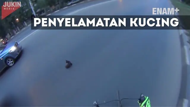 Seorang pengendara sepeda berusaha menyelamatkan seekor kucing yang duduk di jalan raya. Usaha ini menjadi sulit karena ulah sang kucing.