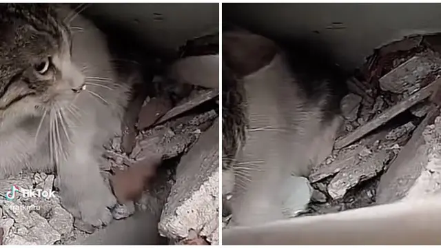Viral Penyelamatan Kucing dari Reruntuhan Gempa Turki, Suaranya Bikin Sedih