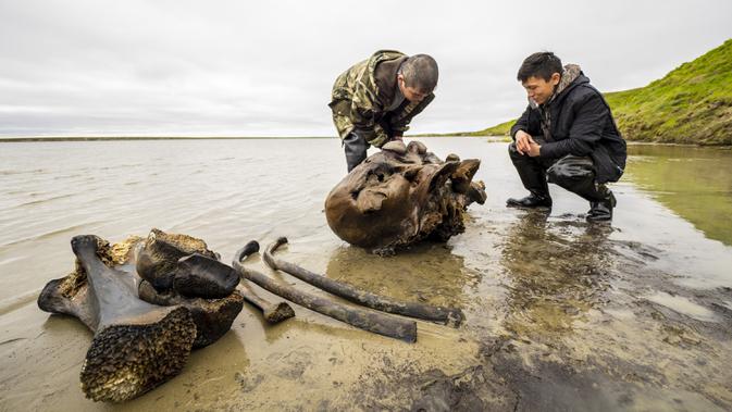 Sejumlah orang mengamati tulang mammoth di Danau Pechevalavato, Yamalo-Nenets, Rusia, Rabu (22/7/2020). Para ilmuwan berharap bisa mengambil seluruh kerangka hewan purba yang punah sekitar 10 ribu tahun lalu tersebut. (Artem Cheremisov/Governor of Yamalo-Nenets region of Russia Press Office via AP)