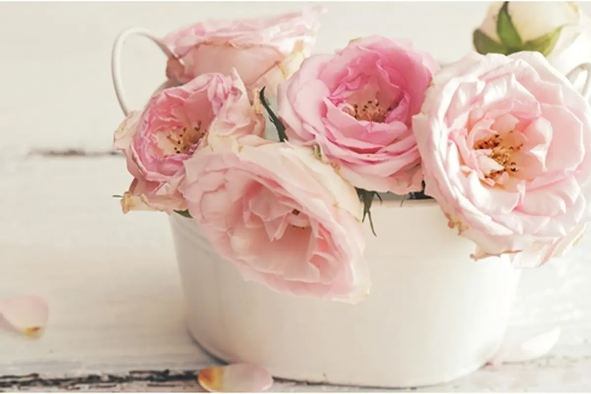 Foto: Copyright Shutterstock.com