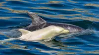 Anak lumba-lumba hidung botol albino muncul di dekat lumba-lumba dewasa di Teluk Algoa, Afrika Selatan. (Dokumentasi pribadi : Lloyd Edwards/Raggy Charters)