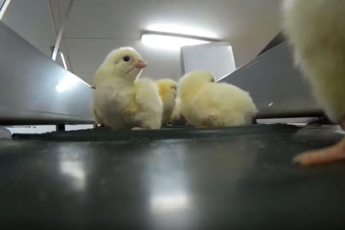 Kejam! Begini Proses Seleksi Ayam Baru Menetas di Dunia Industri