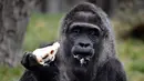 Ekspresi Gorila Fatou saat menikmati kue ulang tahunnya saat berusia 61 tahun di kebun binatang Zoologischer Garten di Berlin, Jerman (13/4). Fatou adalah gorila tertua dari jenisnya yang hidup di Eropa. (AFP Photo/John Macdougall)