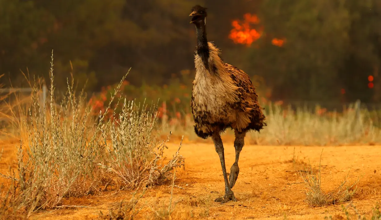 Seekor burung emu dengan luka bakar terlihat kebingungan saat kebakaran melanda California, Amerika Serikat, Senin (20/6). Kebakaran yang terjadi di California disebabkan suhu tinggi dan musim kering yang berkepanjangan. (REUTERS/Mike Blake)