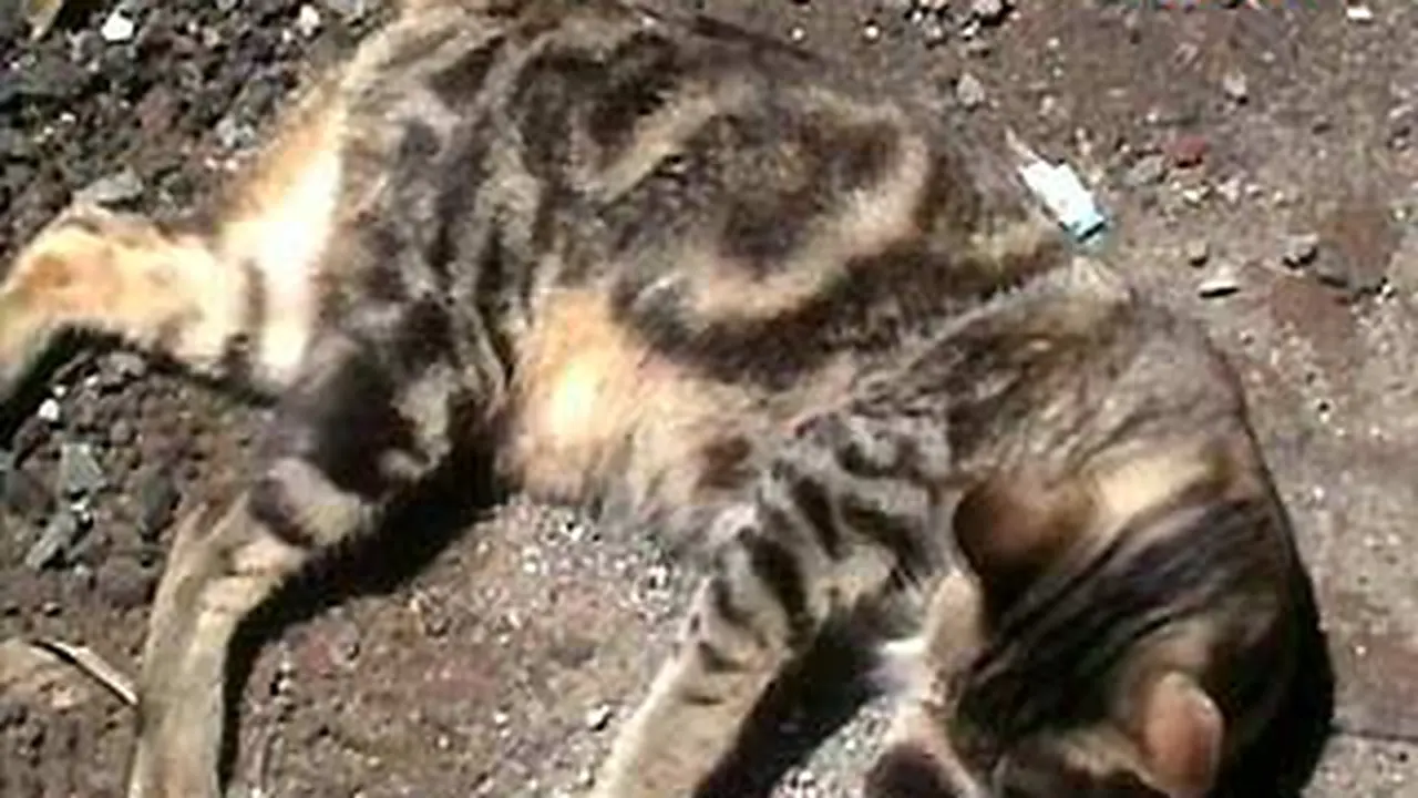 110406akucing.jpg