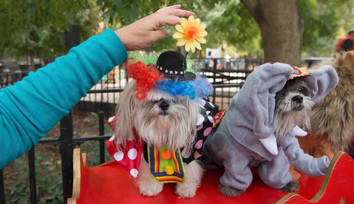 Dua ekor Anjing didandani seperi pemain sirkus selama mengikuti Parade anjing Halloween di New York, USA, Sabtu (24/10/2015). Puluhan Anjing dari berbagai ras ikut dalam parade ini. (REUTERS/Keith Stephanie)