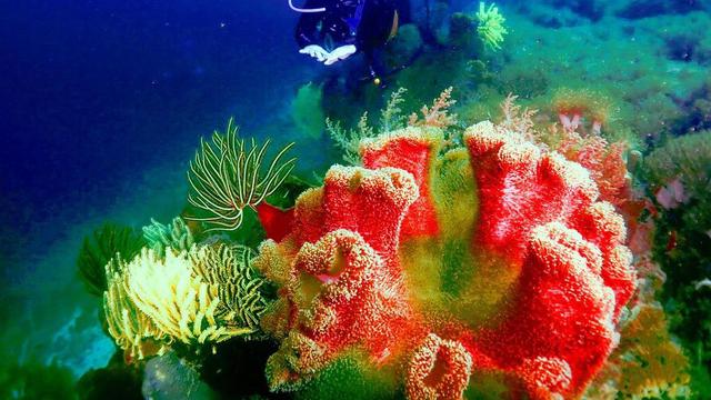 Turut Bersihkan Sampah, Ini 7 Potret Prilly Latuconsina Diving di Pulau Sangiang