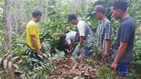Petugas BBKSDA Riau dan sejumlah warga mengecek lokasi diduga sarang harimau di kebun karet. (Liputan6.com/M Syukur)