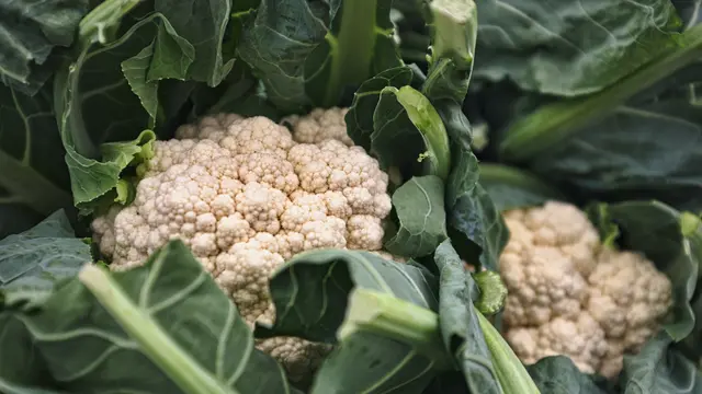 Contoh ilustrasi kembang kol