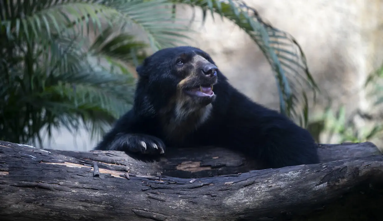 Seekor beruang beristirahat di Biopark of Rio selama tur media di Rio de Janeiro, Brasil, Kamis (18/3/2021). Biopark of Rio akan kembali dibuka untuk masyarakat umum pada akhir Maret. (AP Photo/Bruna Prado)