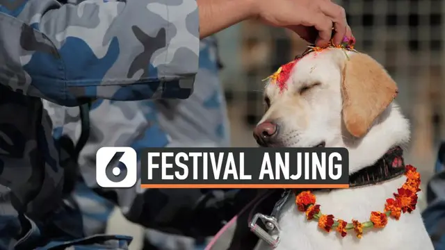 VIDEO: Anjing Disembah dalam Festival Kukur Tihar di Nepal