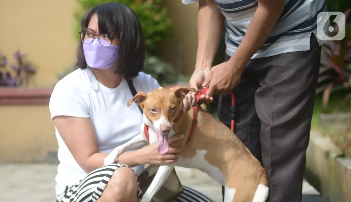 Warga membawa anjing peliharaannya untuk disuntikkan vaksin rabies di Kecamatan Duren Sawit, Jakarta, Selasa (7/6/2022). Vaksin rabies yang diberikan secara gratis ini juag untuk mewujudkan Jakarta menjadi wilayah zona bebas rabies. (merdeka.com/Imam Buhori)