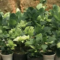 Ilustrasi Menanam Sayuran di Pot (Photo by Tuyen Vo on Unsplash)