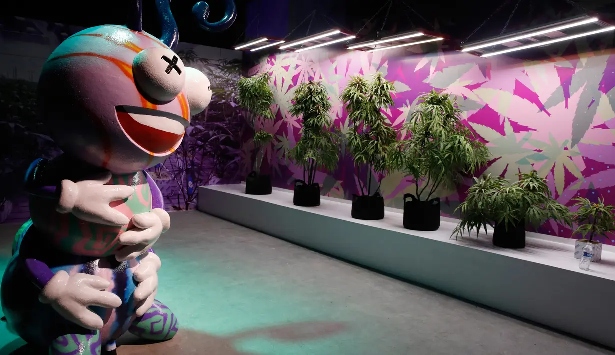 Pohon ganja imitasi dipajang di Cannabition Cannabis Museum, Las Vegas, AS, Selasa (18/9). Museum ini menjadi destinasi wisata baru di Las Vegas. (AP Photo/John Locher)