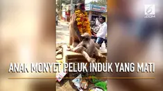 Viral rekaman seekor anak monyet memeluk induknya yang sudah mati dengan harapan sang induk akan kembali hidup.
