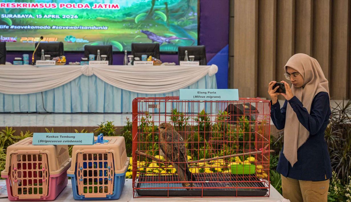 Seorang petugas mengambil foto seekor komodo hitam yang disita dari para tersangka penyelundupan hewan yang dilindungi di Markas Besar Kepolisian Daerah Jawa Timur di Surabaya pada Rabu 15 April 2026. Direktorat Reserse Kriminal Khusus (Ditreskrimsus) Kepolisian Daerah Jawa Timur menggagalkan penyelundupan satwa yang dilindungi. (JUNI KRISWANTO/AFP)