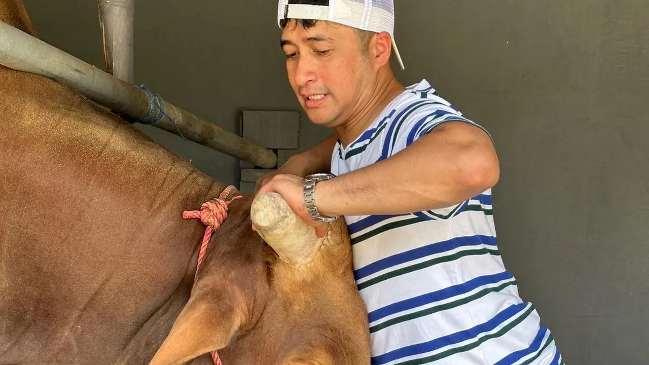 7 Potret Wariso, Sapi Kurban Jumbo Milik Irfan Hakim yang Curi Perhatian
