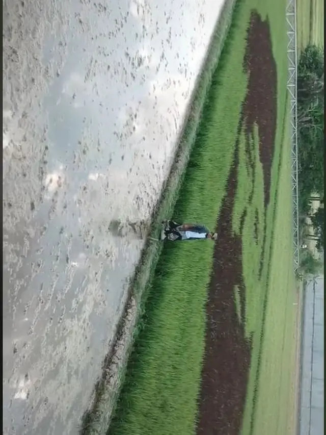 Bak Tanbo Art Jepang, Bapak Ini Viral Usai Bikin Lukisan Pahlawan di Sawah