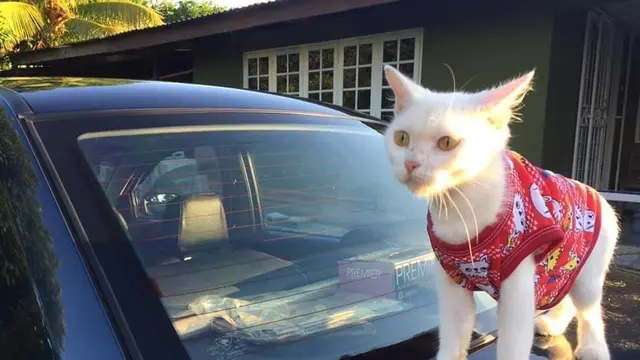 7 Potret Transformasi Kucing Buruk Rupa Berubah Jadi Cantik Ini Bikin Takjub