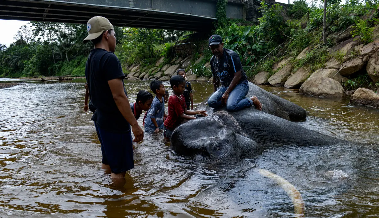 Pawang dan anak-anak memandikan gajah jinak di sungai kawasan Conservation Response Unit (CRU) Desa Naca, Trumon Tengah, Aceh Selatan, Jumat (19/6/2020). BKSDA Aceh memiliki 32 ekor gajah jinak untuk melakukan penggiringan gajah liar yang memasuki permukiman penduduk. (CHAIDEER MAHYUDDIN/AFP)