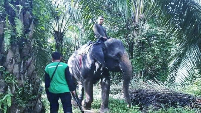 Gajah di Aceh (Liputan6.com/Rino Abonita)