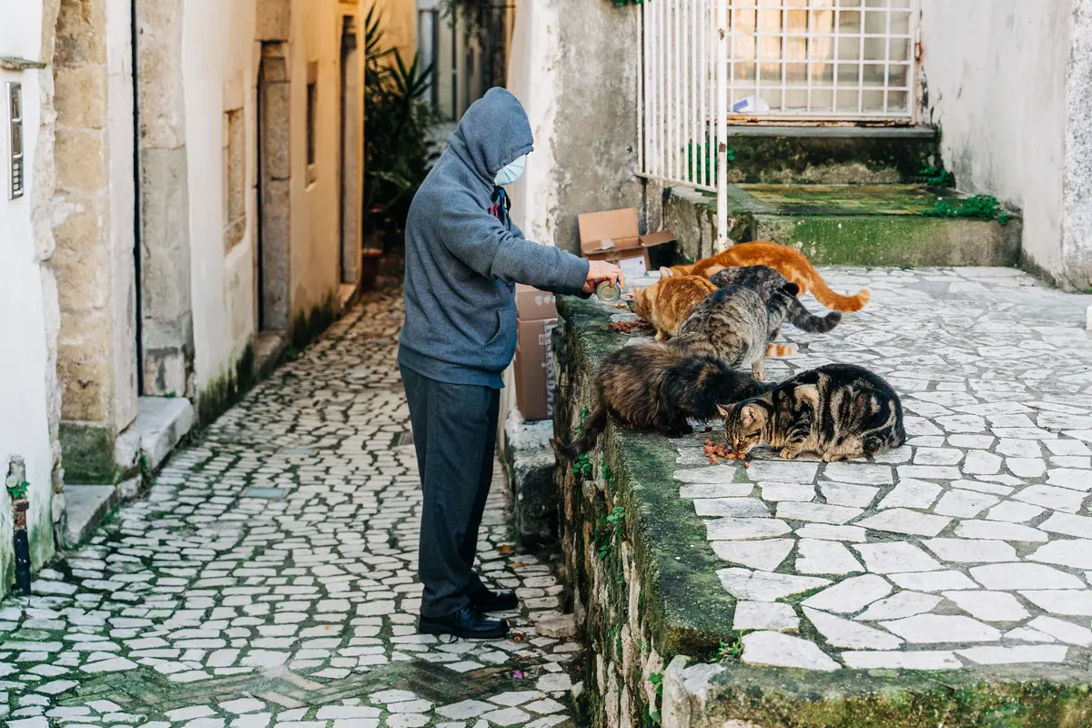 ilustrasi kucing liar stray cat memberi makan kucing